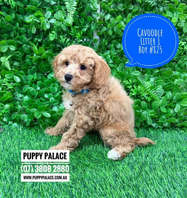 $2695 – Cavoodle/Cavapoo – Boy.  Litter 1.  I am in store now at Puppy Palace Pet Shop, Loganholme