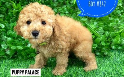 $2695 – Cavoodle/Cavapoo – Boy.  Litter 1.  I am in store now at Puppy Palace Pet Shop, Loganholme