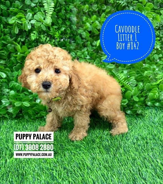 $2695 – Cavoodle/Cavapoo – Boy.  Litter 1.  I am in store now at Puppy Palace Pet Shop, Loganholme