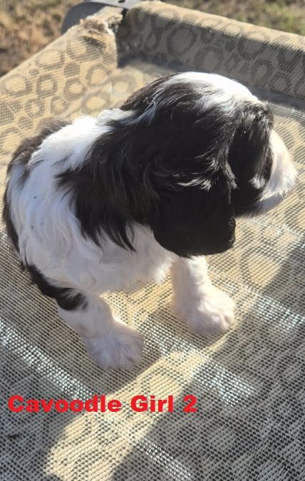 Cavoodle / Cavapoo (Cavalier X Poodle) – Girl.  (LITTER 2). I am arriving Into store & available to go home 2nd April.