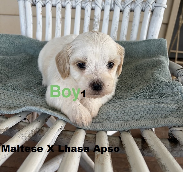 Lhasa Apso X Maltese. Boy. I am arriving Into store & available to go home 19th March.