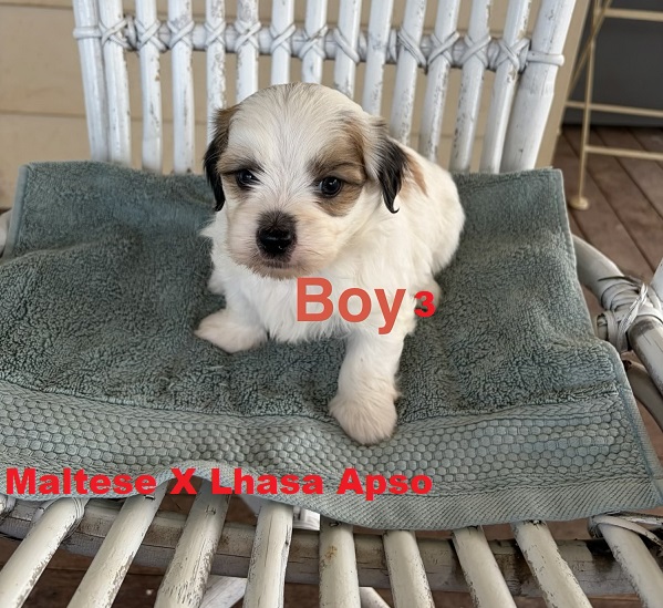 Lhasa Apso X Maltese. Boy. I am arriving Into store & available to go home 19th March.