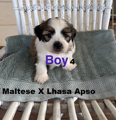 Lhasa Apso X Maltese. Boy. I am arriving Into store & available to go home 19th March.