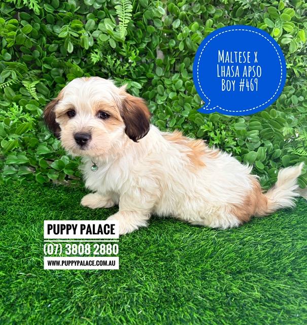 $2295 – Lhatese/Lhasatese (Maltese X Lhasa Apso). Boy. I am now in store at Puppy Palace Pet Shop, 64 Burchill St, Loganholme, Brisbane.