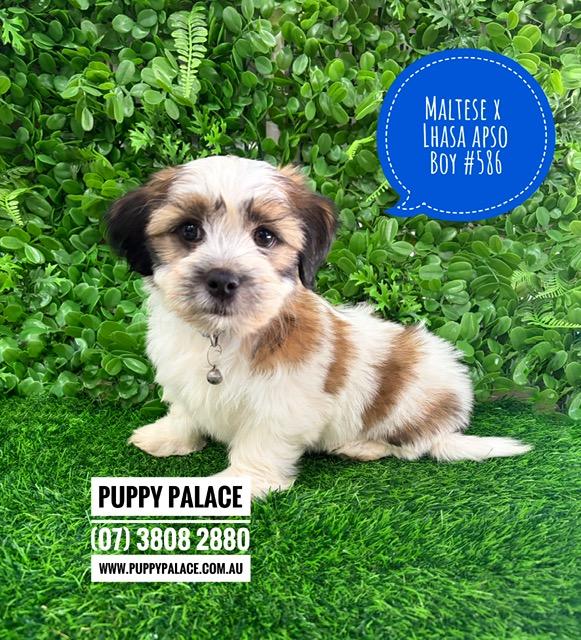 $2295 – Lhatese/Lhasatese (Maltese X Lhasa Apso). Boy. I am now in store at Puppy Palace Pet Shop, 64 Burchill St, Loganholme, Brisbane.