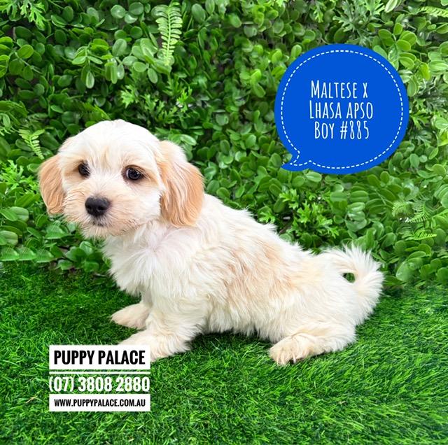 $2295 – Lhatese/Lhasatese (Maltese X Lhasa Apso). Boy.  I am now in store at Puppy Palace Pet Shop, 64 Burchill St, Loganholme, Brisbane.