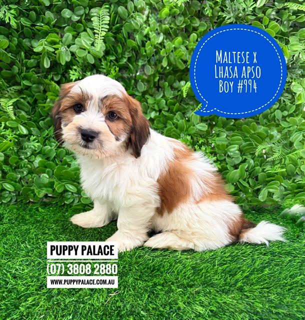 $2295 – Lhatese/Lhasatese (Maltese X Lhasa Apso). Boy. I am now in store at Puppy Palace Pet Shop, 64 Burchill St, Loganholme, Brisbane.
