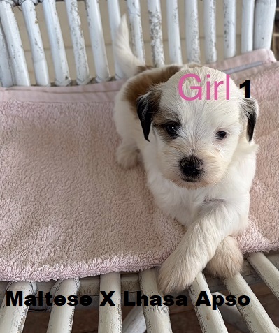 Lhasa Apso X Maltese. Girl. I am arriving Into store & available to go home 19th March.