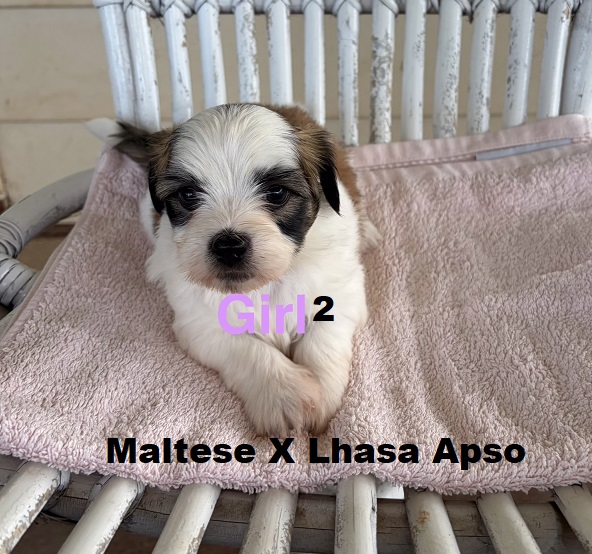 Lhasa Apso X Maltese. Girl. I am arriving Into store & available to go home 19th March.