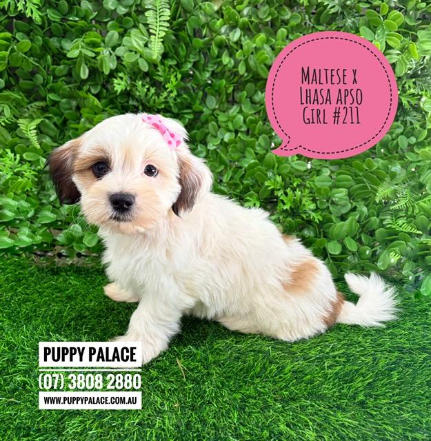 $2295 – Lhatese/Lhasatese (Maltese X Lhasa Apso). Girl. I am now in store at Puppy Palace Pet Shop, 64 Burchill St, Loganholme, Brisbane.