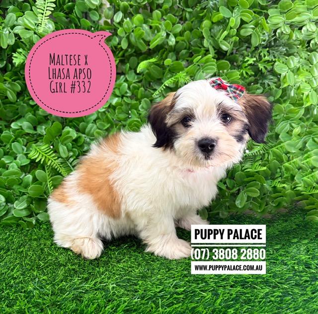 $2295 – Lhatese/Lhasatese (Maltese X Lhasa Apso). Girl. I am now in store at Puppy Palace Pet Shop, 64 Burchill St, Loganholme, Brisbane.