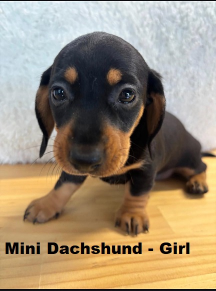 Miniature Dachshund – Girl. I am arriving Into store & available to go home 28th March.