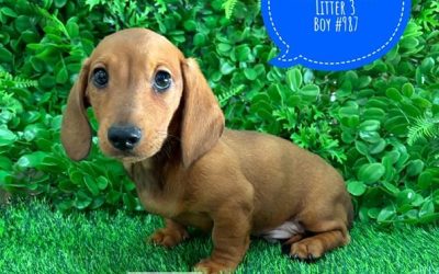 $1995 – Miniature Dachshund – Red Boy (Litter 3). I am now in store at Puppy Palace Pet Shop, 64 Burchill St, Loganholme, Brisbane