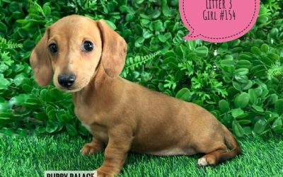 $1995 – Miniature Dachshund – Red Girl (Litter 3). I am now in store at Puppy Palace Pet Shop, 64 Burchill St, Loganholme, Brisbane