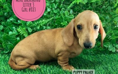 $1995 – Miniature Dachshund – Red Girl (Litter 3). I am now in store at Puppy Palace Pet Shop, 64 Burchill St, Loganholme, Brisbane