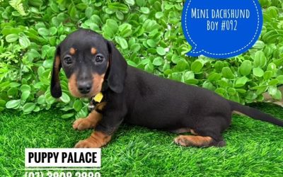 $1995 – Miniature Dachshund – Boy. I now in store at Puppy Palace Pet Shop, 64 Burchill St, Loganholme, Brisbane.
