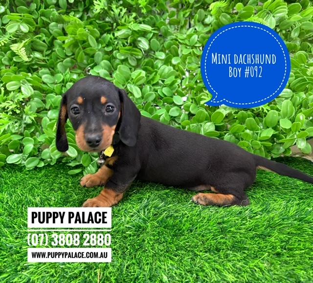 $1995 – Miniature Dachshund – Boy. I now in store at Puppy Palace Pet Shop, 64 Burchill St, Loganholme, Brisbane.