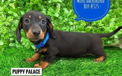 $1995 – Miniature Dachshund – Boy. I now in store at Puppy Palace Pet Shop, 64 Burchill St, Loganholme, Brisbane