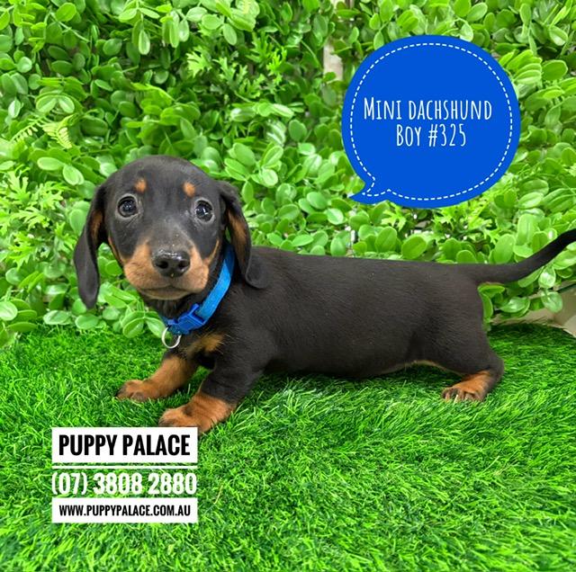 $1995 – Miniature Dachshund – Boy. I now in store at Puppy Palace Pet Shop, 64 Burchill St, Loganholme, Brisbane.