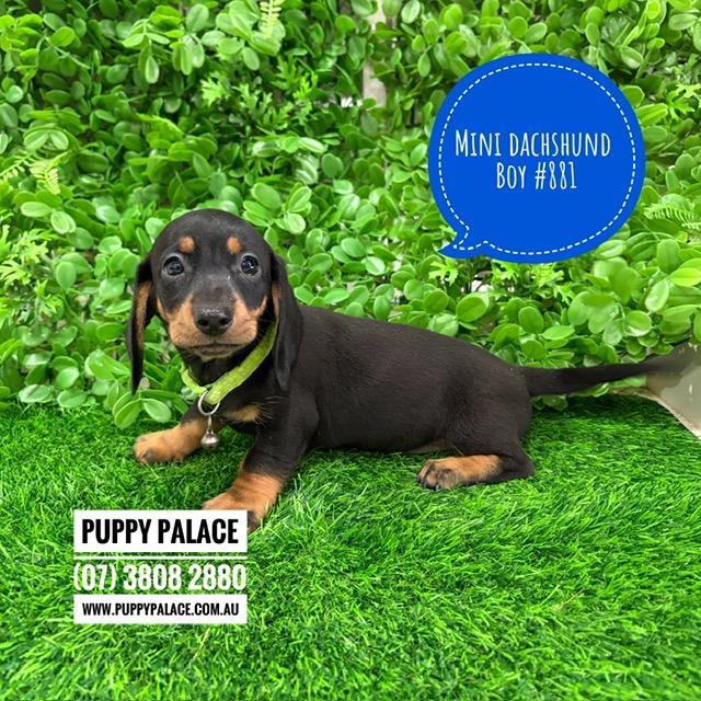 $1995 – Miniature Dachshund – Boy. I now in store at Puppy Palace Pet Shop, 64 Burchill St, Loganholme, Brisbane.