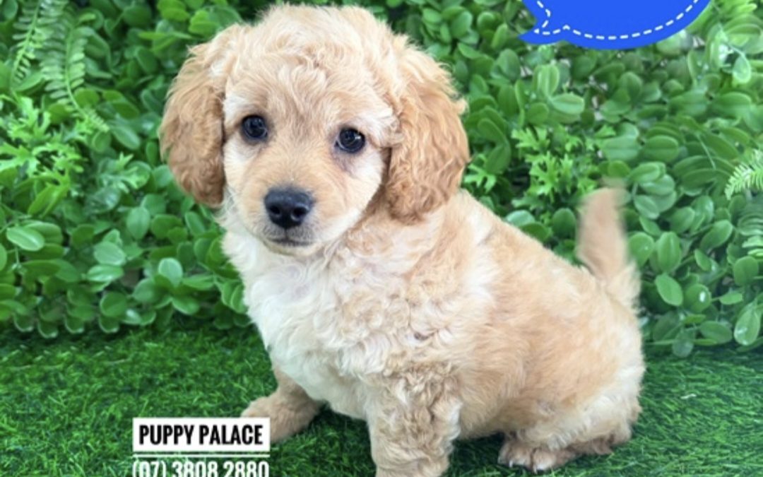 Cavoodle /Cavapoo (Cavalier x Poodle – 2nd Generation). I am in in store now at Puppy Palace Pet Shop, Loganholme.