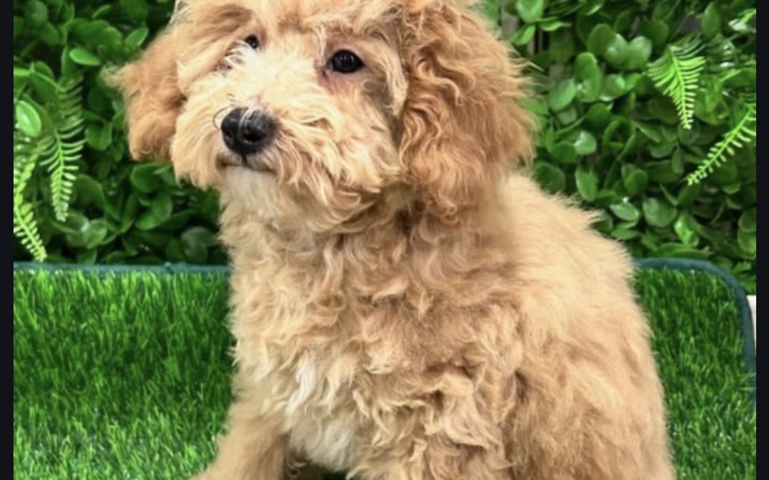 $2295 – Cavoodle/Cavapoo – Boy. I HAVE also had my 2nd Vaccination & vet check, Value over $170. Litter 1. I am in store now at Puppy Palace Pet Shop, Loganholme.