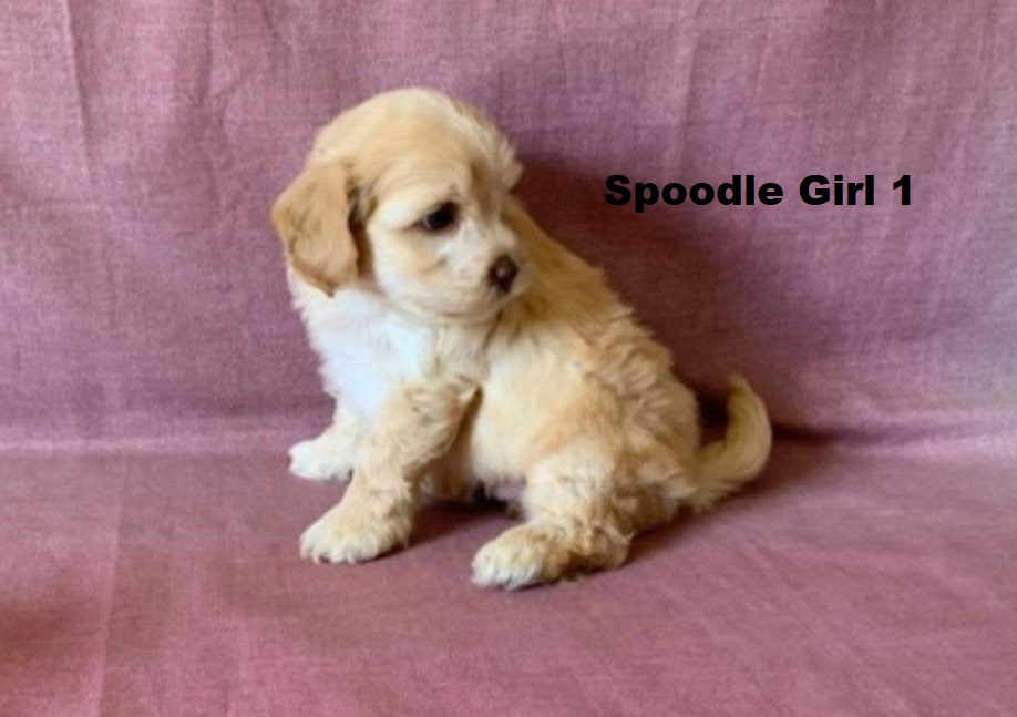 Spoodle/Cockapoo/Cockerpoo – Girl. I am arriving Into store & available to go home 2nd April.