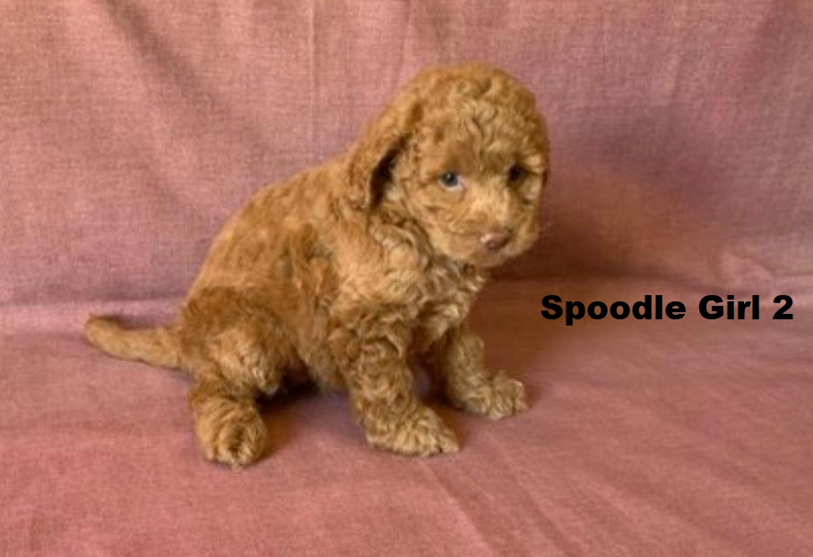 Spoodle/Cockapoo/Cockerpoo – Girl. I am arriving Into store & available to go home 2nd April.