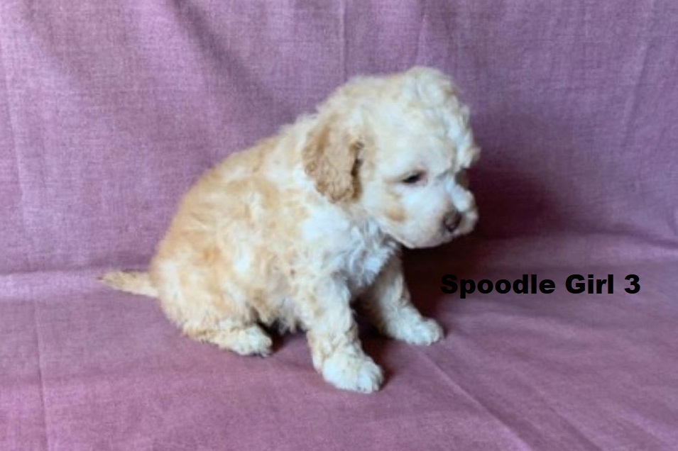 Spoodle/Cockapoo/Cockerpoo – Girl. I am arriving Into store & available to go home 2nd April.