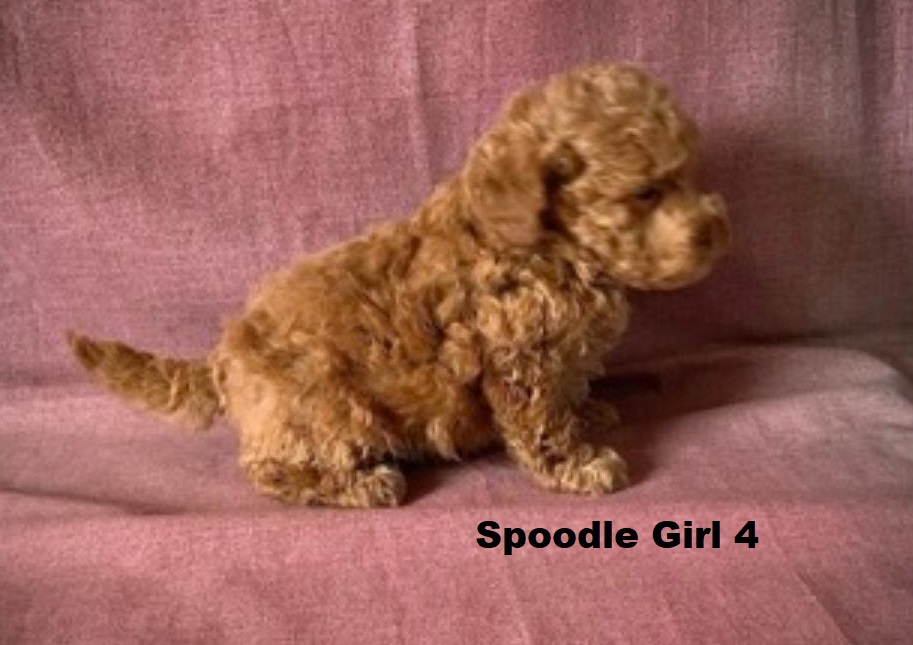 Spoodle/Cockapoo/Cockerpoo – Girl. I am arriving Into store & available to go home 2nd April.
