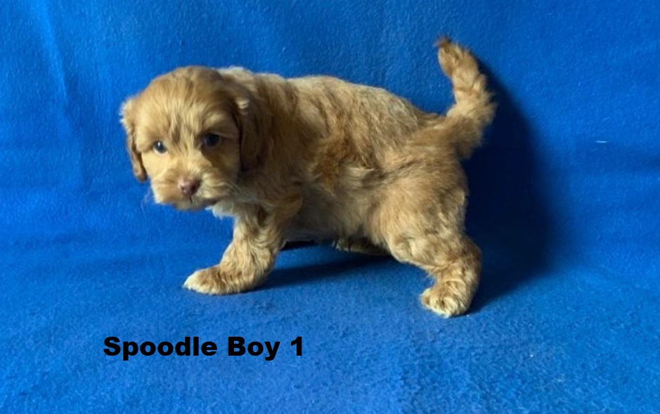 Spoodle/Cockapoo/Cockerpoo – Boy. I am arriving Into store & available to go home 2nd April.