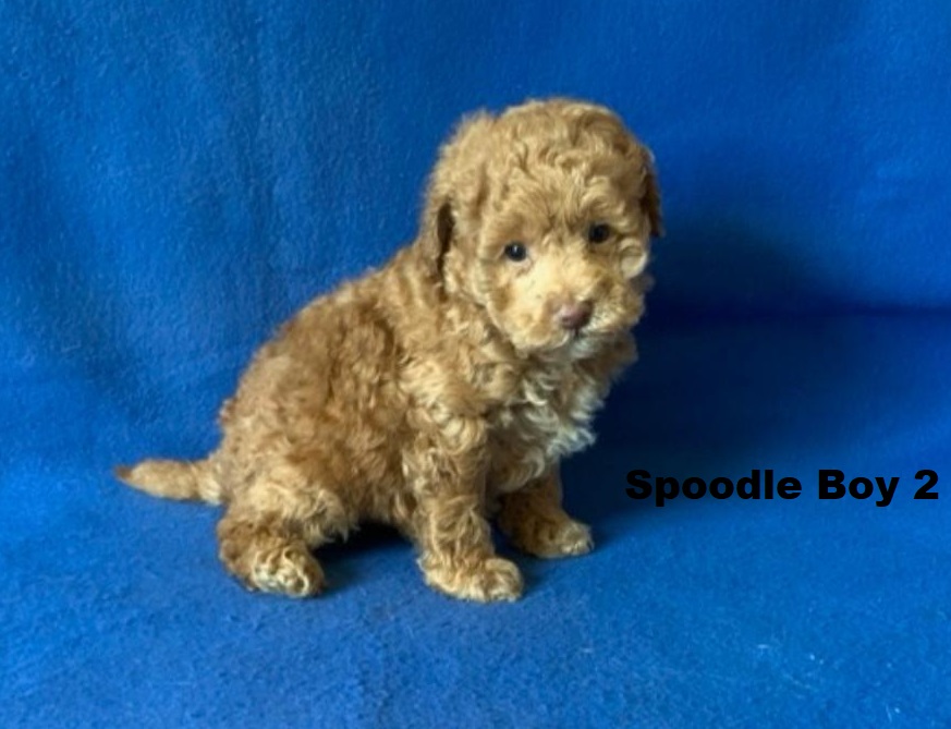 Spoodle/Cockapoo/Cockerpoo  – Boy. I am arriving Into store & available to go home 2nd April.