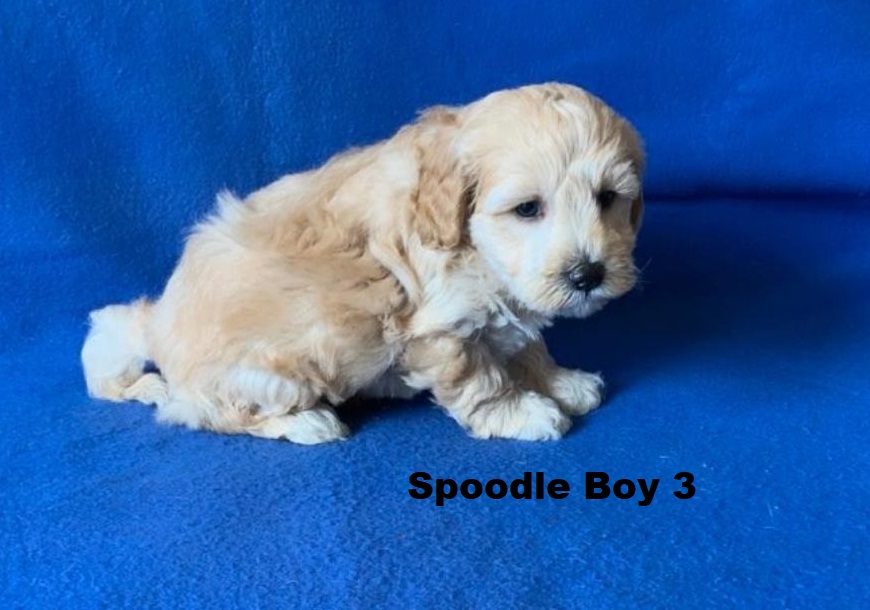 Spoodle/Cockapoo/Cockerpoo – Boy. I am arriving Into store & available to go home 2nd April.
