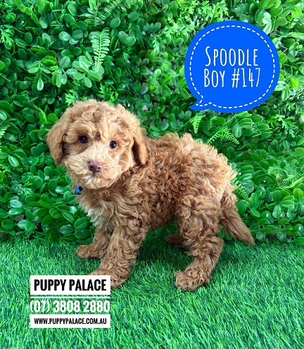 $2495 – Spoodle / Cockerpoo / Cockapoo – Boy.  I am in store now at Puppy Palace Pet Shop, Loganholme