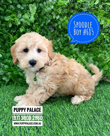 Spoodle / Cockerpoo / Cockapoo – Boy.  I am in store now at Puppy Palace Pet Shop, Loganholme