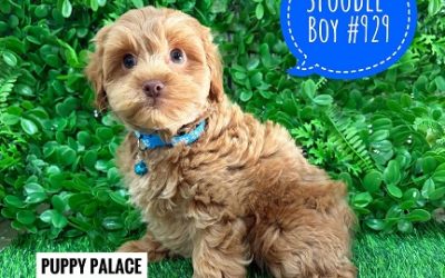 $2495 – Spoodle / Cockerpoo / Cockapoo – Boy.  I am in store now at Puppy Palace Pet Shop, Loganholme
