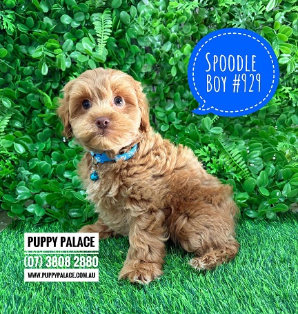 $2495 – Spoodle / Cockerpoo / Cockapoo – Boy.  I am in store now at Puppy Palace Pet Shop, Loganholme