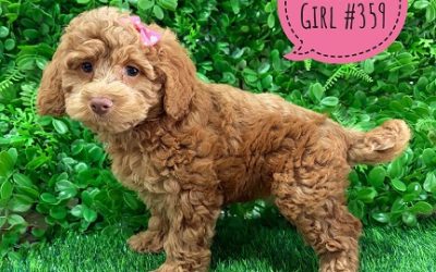 $2495 – Spoodle / Cockerpoo / Cockapoo – Girl.  I am in store now at Puppy Palace Pet Shop, Loganholme