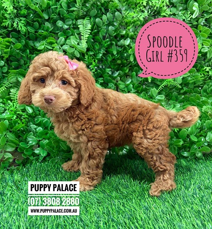 $2495 – Spoodle / Cockerpoo / Cockapoo – Girl.  I am in store now at Puppy Palace Pet Shop, Loganholme