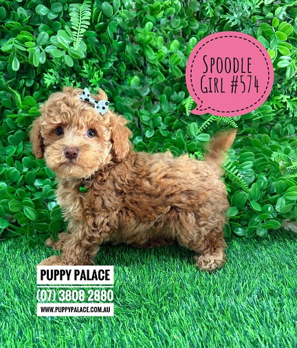 $2495 – Spoodle / Cockerpoo / Cockapoo – Girl. I am in store now at Puppy Palace Pet Shop, Loganholme