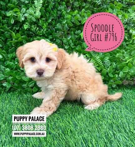 Spoodle / Cockerpoo / Cockapoo – Girl. I am in store now at Puppy Palace Pet Shop, Loganholme