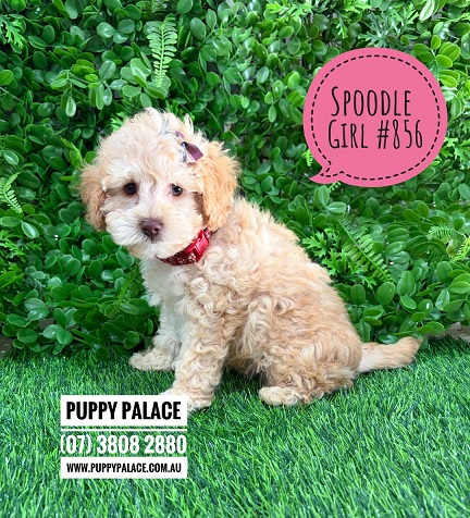 Spoodle / Cockerpoo / Cockapoo – Girl. I am in store now at Puppy Palace Pet Shop, Loganholme