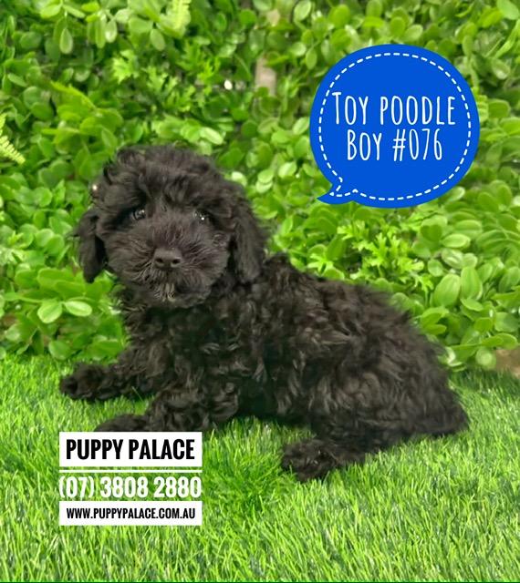 $2495 – Toy Poodle – Boy. I now in store at Puppy Palace Pet Shop, 64 Burchill St, Loganholme, Brisbane.