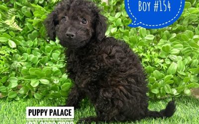 $1995 – Toy Poodle – Boy. I now in store at Puppy Palace Pet Shop, 64 Burchill St, Loganholme, Brisbane.