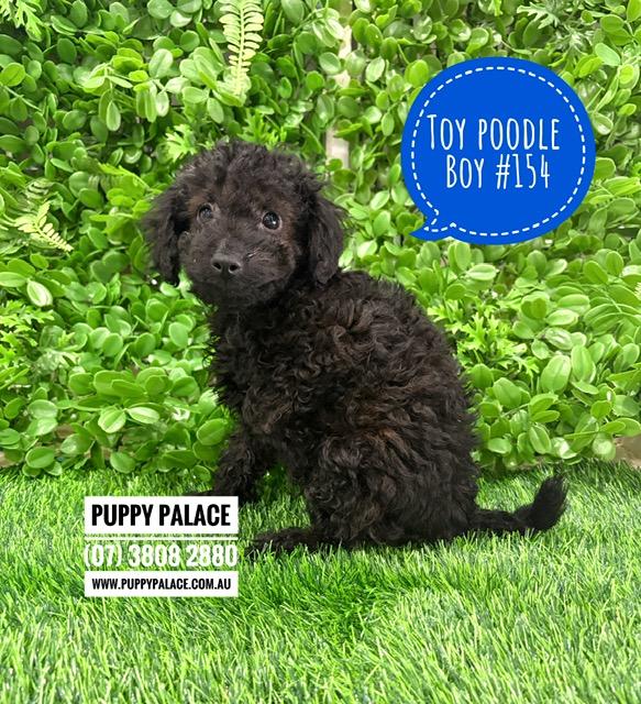 $2495 – Toy Poodle – Boy. I now in store at Puppy Palace Pet Shop, 64 Burchill St, Loganholme, Brisbane.