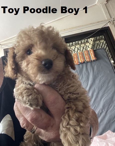 Toy Poodle – Boy. I am arriving Into store & available to go home 2nd April.