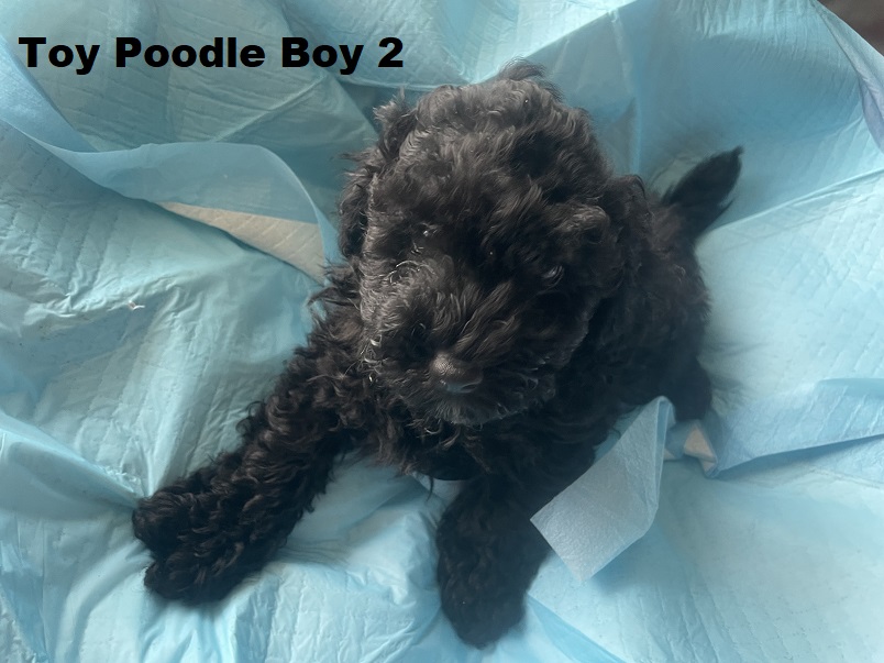 Toy Poodle – Boy. I am arriving Into store & available to go home 2nd April.