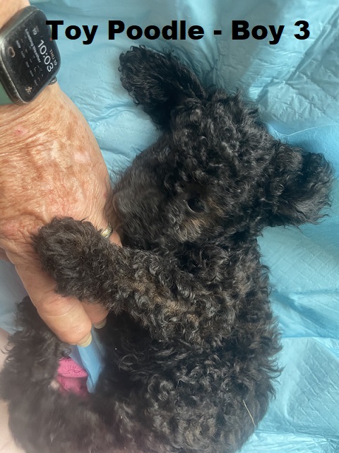 Toy Poodle – Boy. I am arriving Into store & available to go home 2nd April.