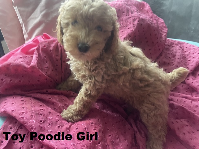 Toy Poodle – Girl. I am arriving Into store & available to go home 2nd April.