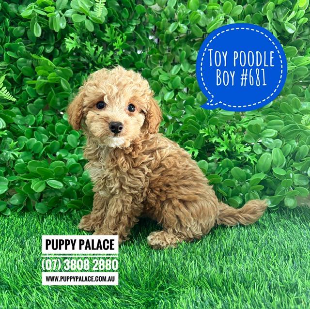 $2495 – Toy Poodle – Gold Boy. I now in store at Puppy Palace Pet Shop, 64 Burchill St, Loganholme, Brisbane.